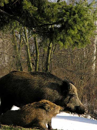  Image name: 00_22 Cinghiale.jpg 
 width: 370 pixel 
 height: 493 pixel 
 Size: 39517 bytes 
 Click to enlarge 